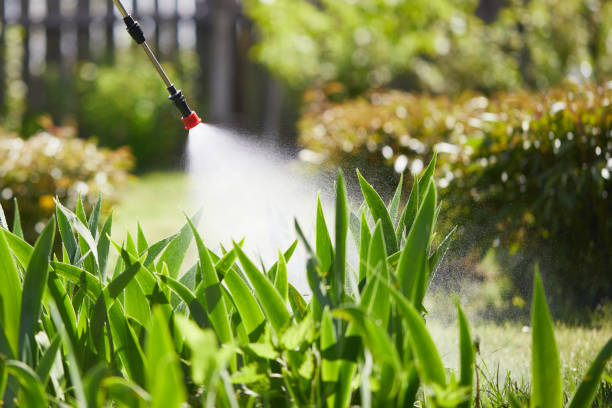 24/7 Emergency Termite Control experts in Morgantown, MS