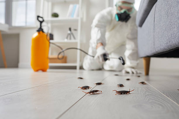 Affordable Termite Control solutions in Morgantown, MS